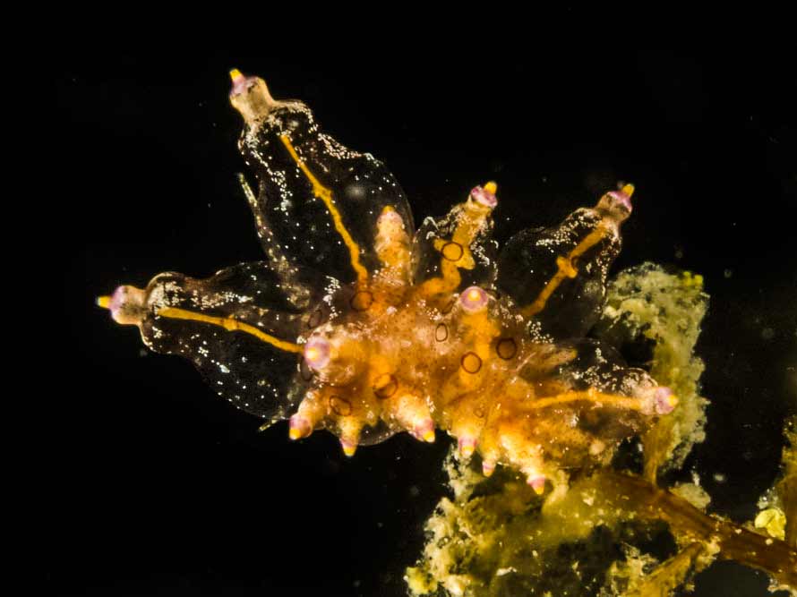 Eubranchus ocellatus